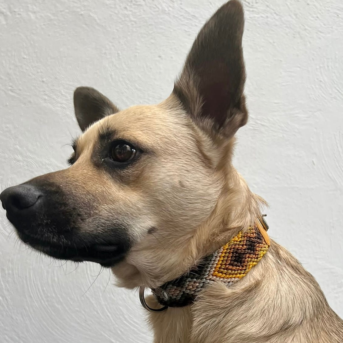 Collar para mascota de 35 cm